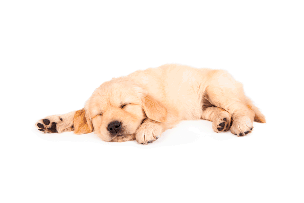 Best Music to Calm Dogs | Reader's Digest
