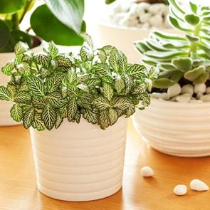 01-This-Simple-Trick-Will-Keep-You-From-Killing-Your-Houseplants_616364570-Olga-Miltsova-ft