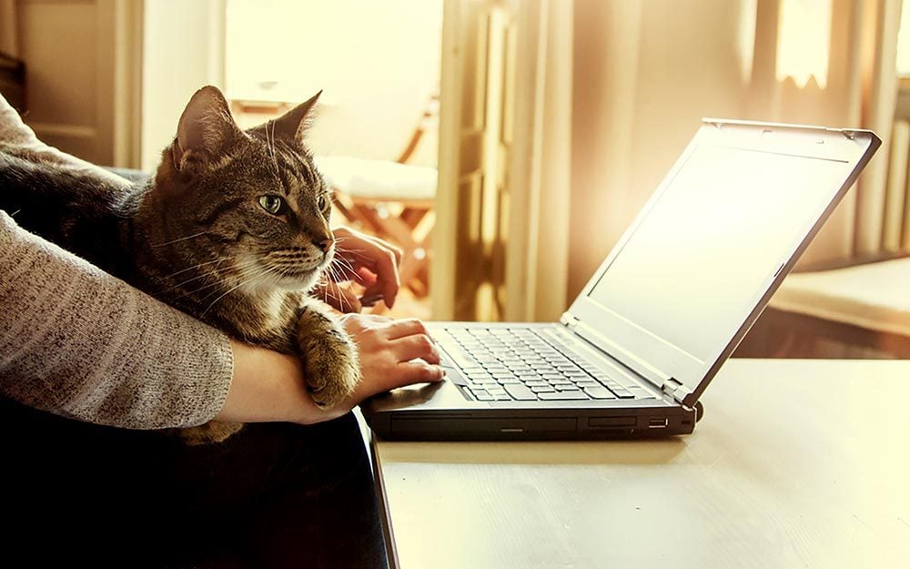 Here's Why Your Laptop is So Irresistible to Your Cat | Reader's ...