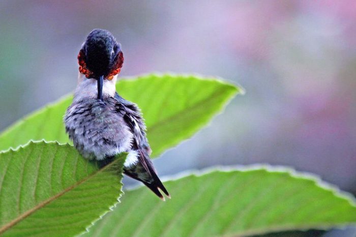 rubythroatedhummingbird
