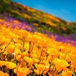 The Most Gorgeous Instagram Photos from California’s Super Bloom