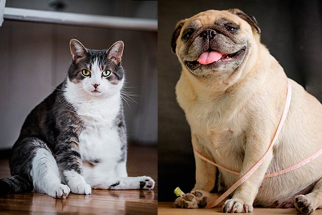 Chubby-dog-or-cat--Read-on-for-Pet-Weight-Loss-Tips-that-Really-Work!