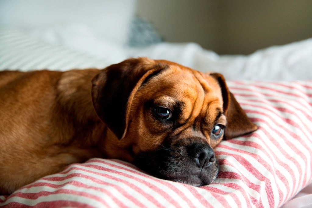 Dog Sleep in Bed Is It OK? Reader's Digest