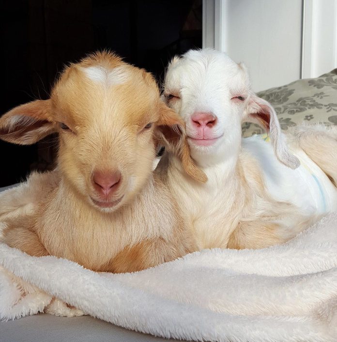 two baby goats snuggled together sitting on a blanket