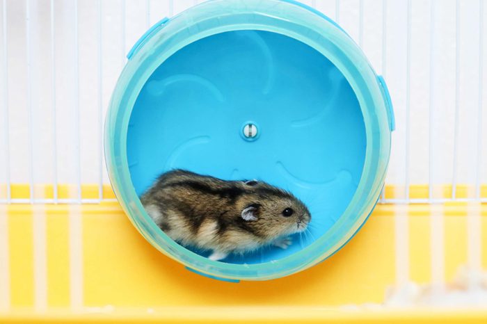 How Long Do Dwarf Hamsters Live? Mini Lifespan Mysteries!
