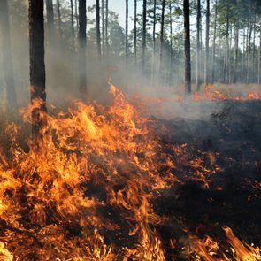 June-2017-FEA-wildfire-burn-PetepattavinaGetty-Images