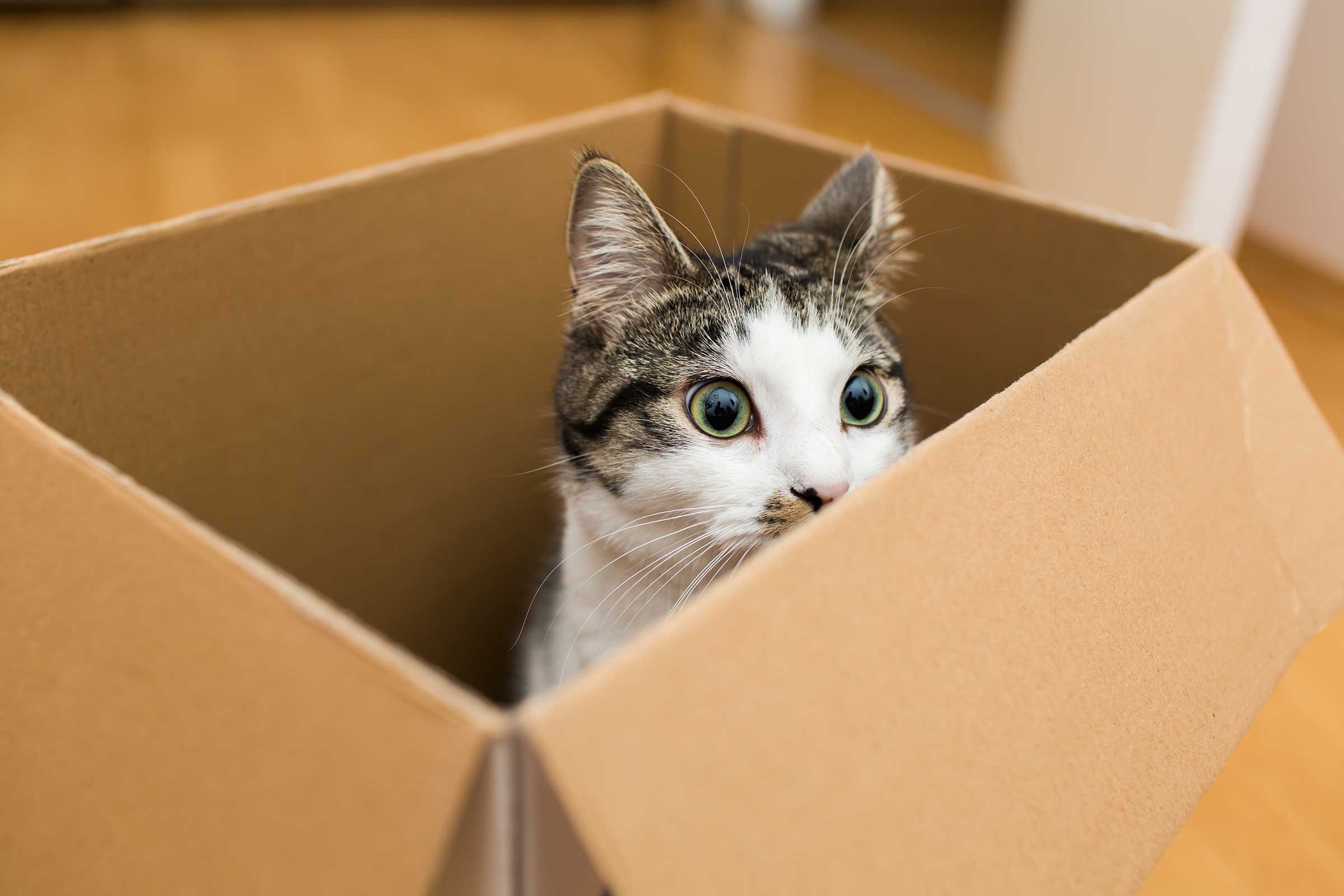 Why Do Cats Love Boxes? Experts Explain Why Cats Sit in Boxes