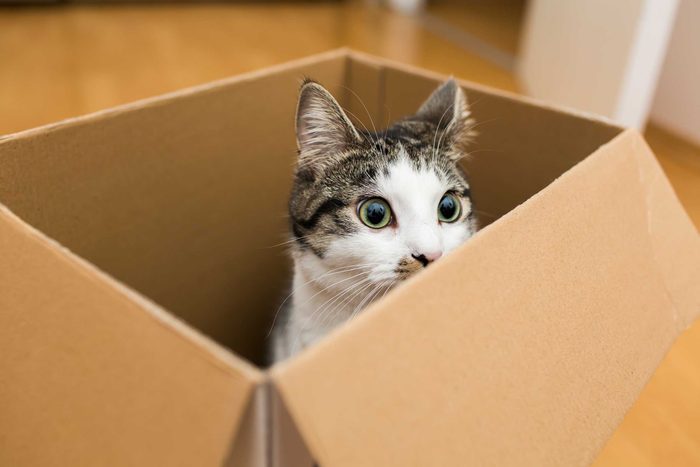 cats love boxes 4654767845gf