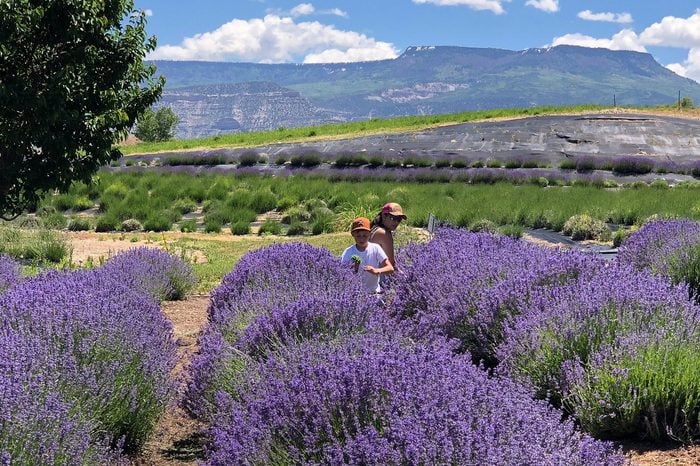 Palisade, Colorado, USA lavender