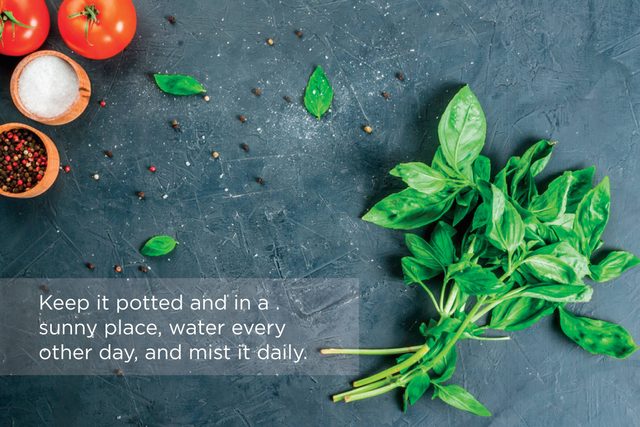 Use-This-Genius-Guide-to-Keep-Herbs-Fresher-Longer
