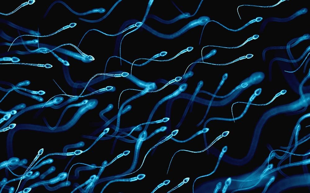 your sperm Ejaculate