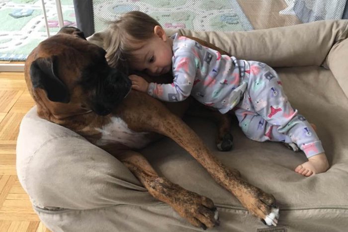 young child cuddles with a large dog in the dog bed