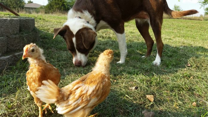 dog with chickens in the grass