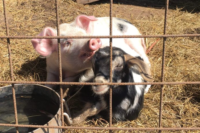 a small pig and a small goat cuddle in the hay in their pen