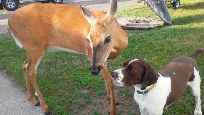 a deer and a dog stand together