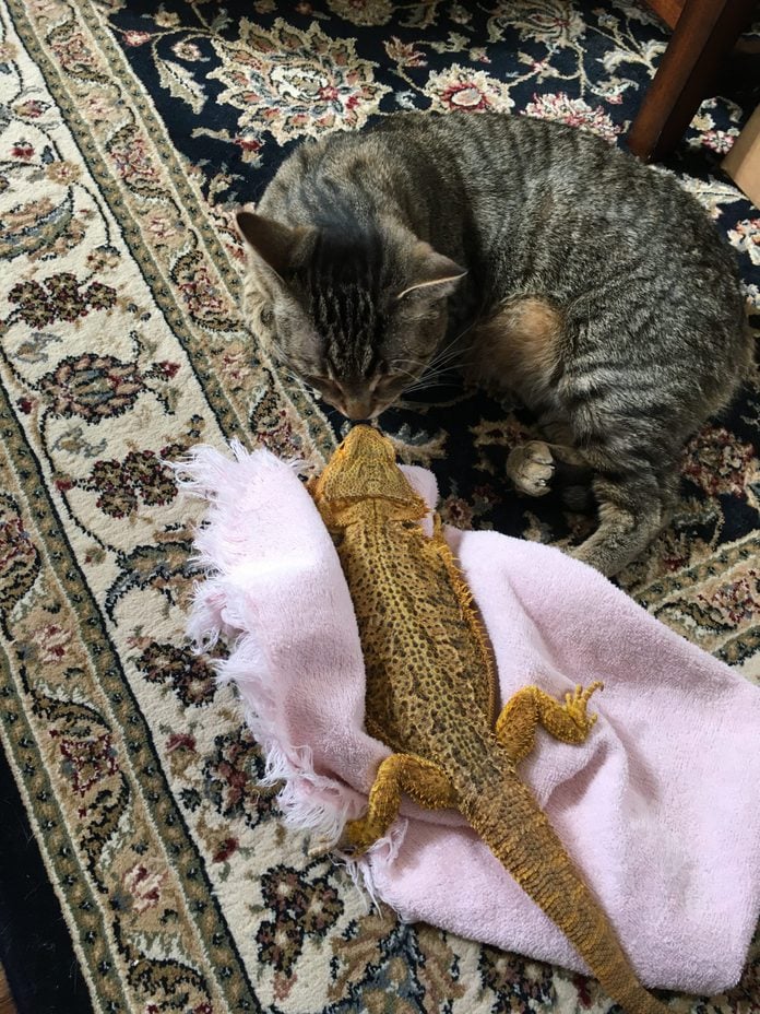 a cat and a lizard touch noses on the rug