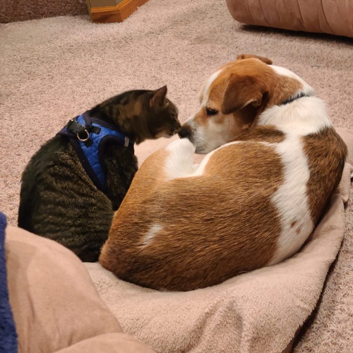 dog and cat touching noses