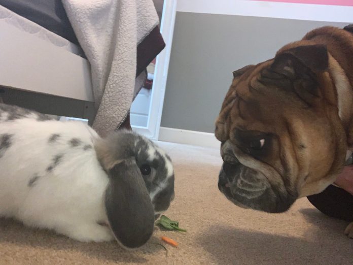 a bunny and dog share a staring contest
