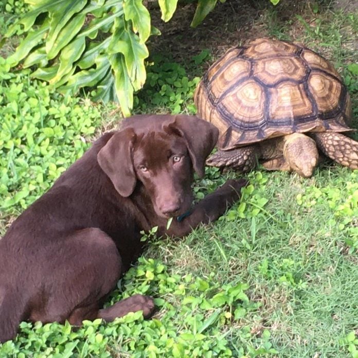dog and turtle hang out together in the grass