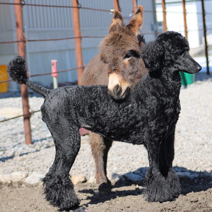 miniature donkey standing with his head resting on the back of the poodle