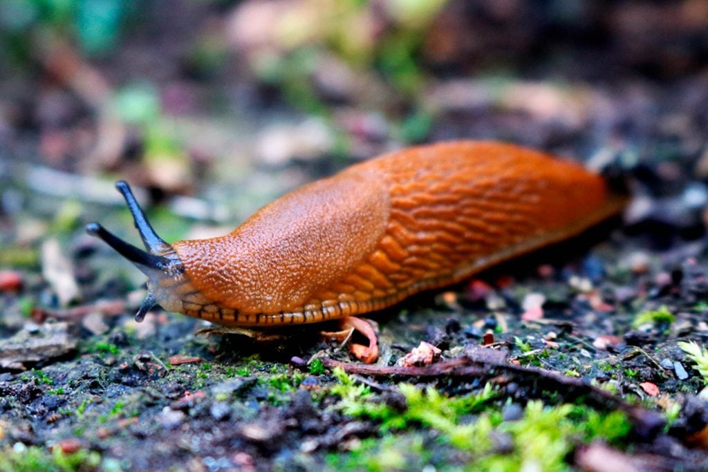 Slugs-May-Be-the-Key-to-This-New-Breakthrough-Medical-Innovation