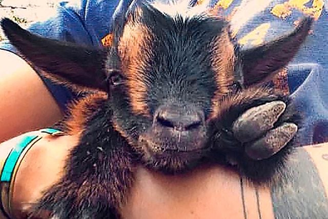 01-The-Story-of-This-Adorable-Baby-Goats-Fight-For-Life-Will-Make-Your-Day-Courtesy-Tara-Dickinson-Country-Extra