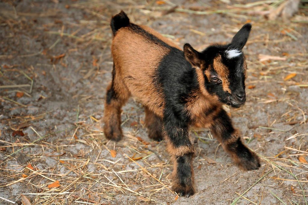 This Incredible Baby Goat Fought For Her Life—Her Story Will Make Your Day  | Reader's Digest