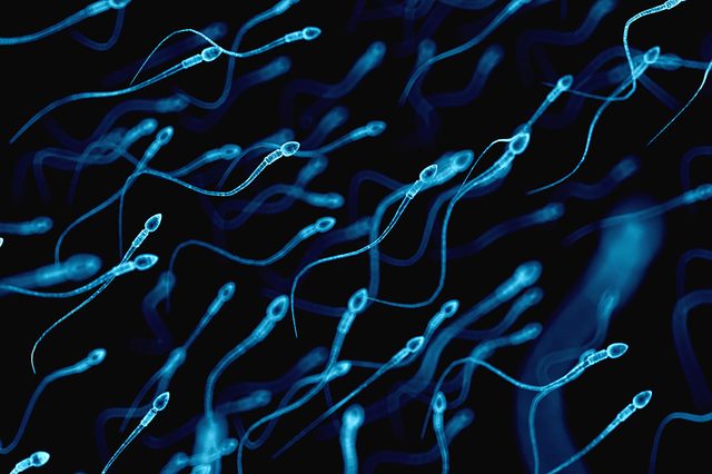 Sperm-Counts-Have-Dropped-50-Percent-in-40-Years—Here's-Why-319477037-Sebastian-Kaulitzki