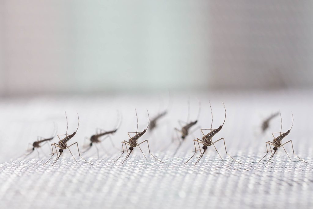 This--Company-Just-Released-20-Million-Mosquitoes-in-California-492084520-frank60
