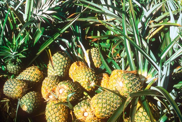 What-It's-Like-Having-A-Summer-Job-Picking-Pineapples-in-Hawaii-253004c-Adrian-BrooksREXShutterstock