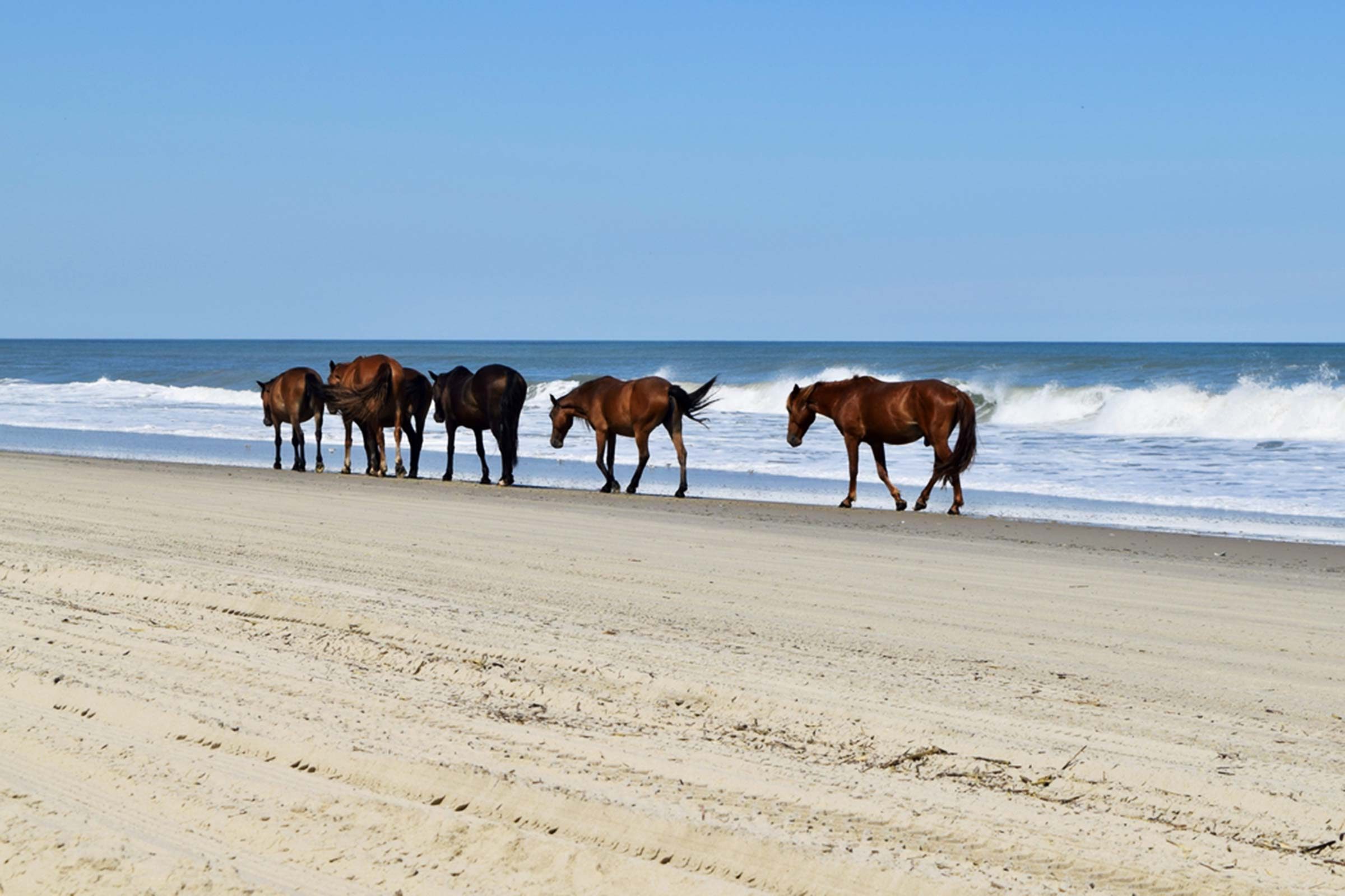 Assateague Island Horse Photo Horse photographs Horses on the beach Wild Horse Secrets horse prints,Wild Horse Photograph