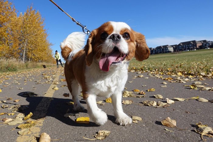 low angle of a small dog on a leash walking on a sunny fall day