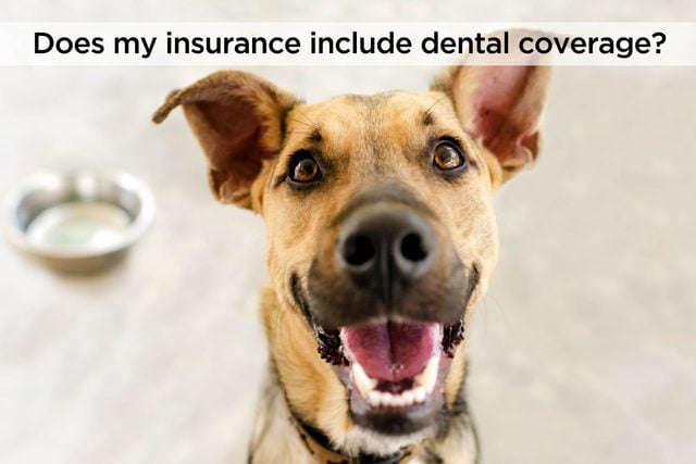 Questions-You-Need-to-Ask-Before-You-Sign-Up-for-Cat-or-Dog-Pet-Insurance