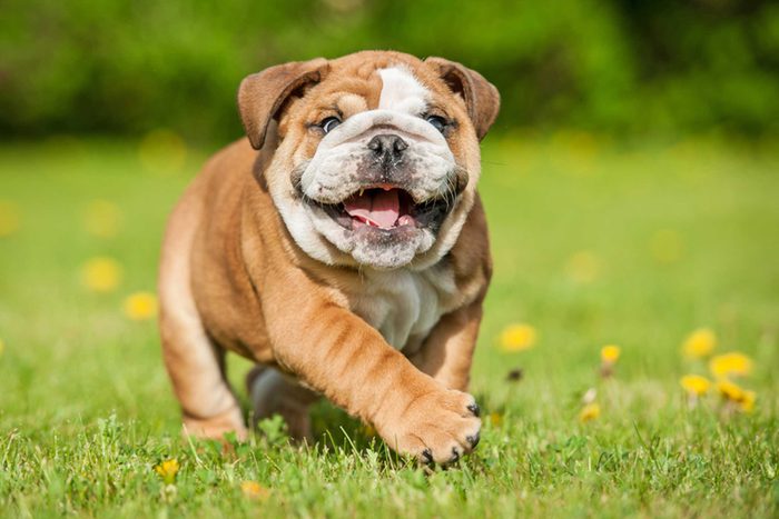happy bulldog puppy walking in the grass