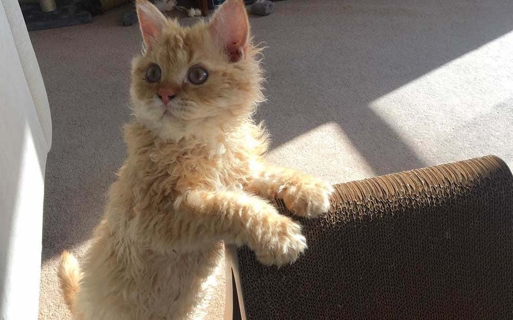 After Seeing These Curly Haired Cats, You’ll Want to Adopt One Immediately | Reader