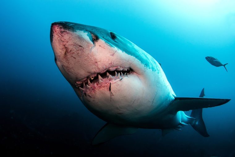 https://www.rd.com/wp-content/uploads/2017/09/00_Shark_Heres-the-One-Move-You-Need-to-Know-to-Survive-a-Shark-Attack_392064547-Tomas-Kotouc-760x506.jpg