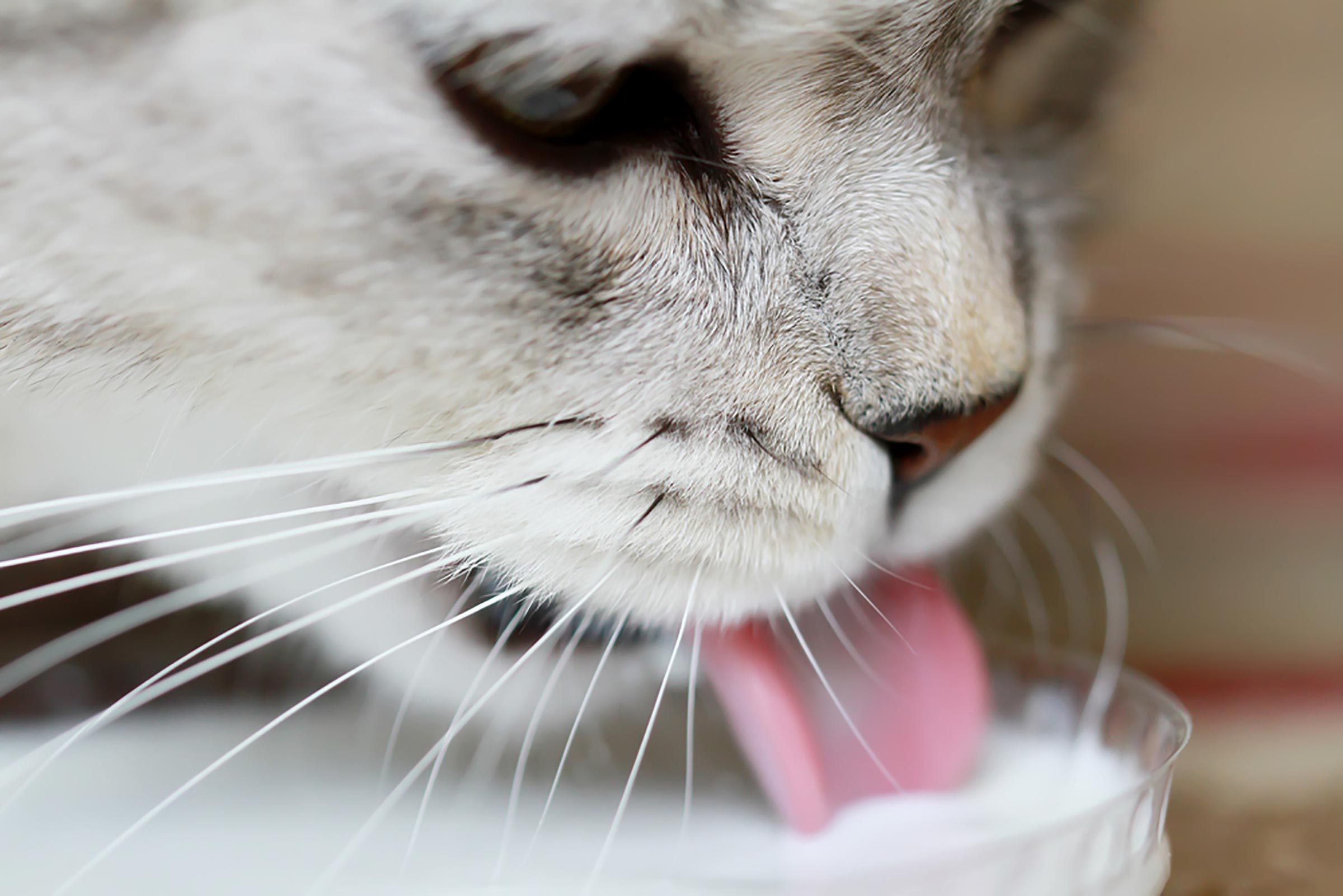 Can Cats Drink Milk? The Truth Behind the Popular Myth | Reader's Digest