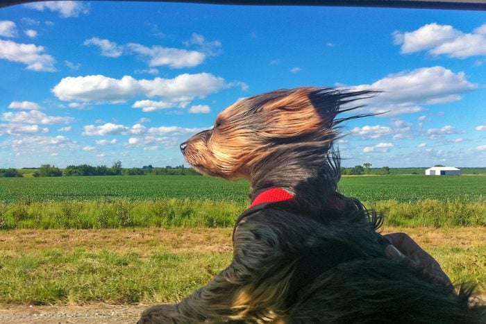small dog with its head out the car window and hair blowing back on a sunny day near farmland