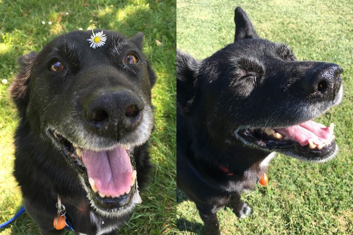 happy large black dog with a flower perched on his head; smiling in the sun