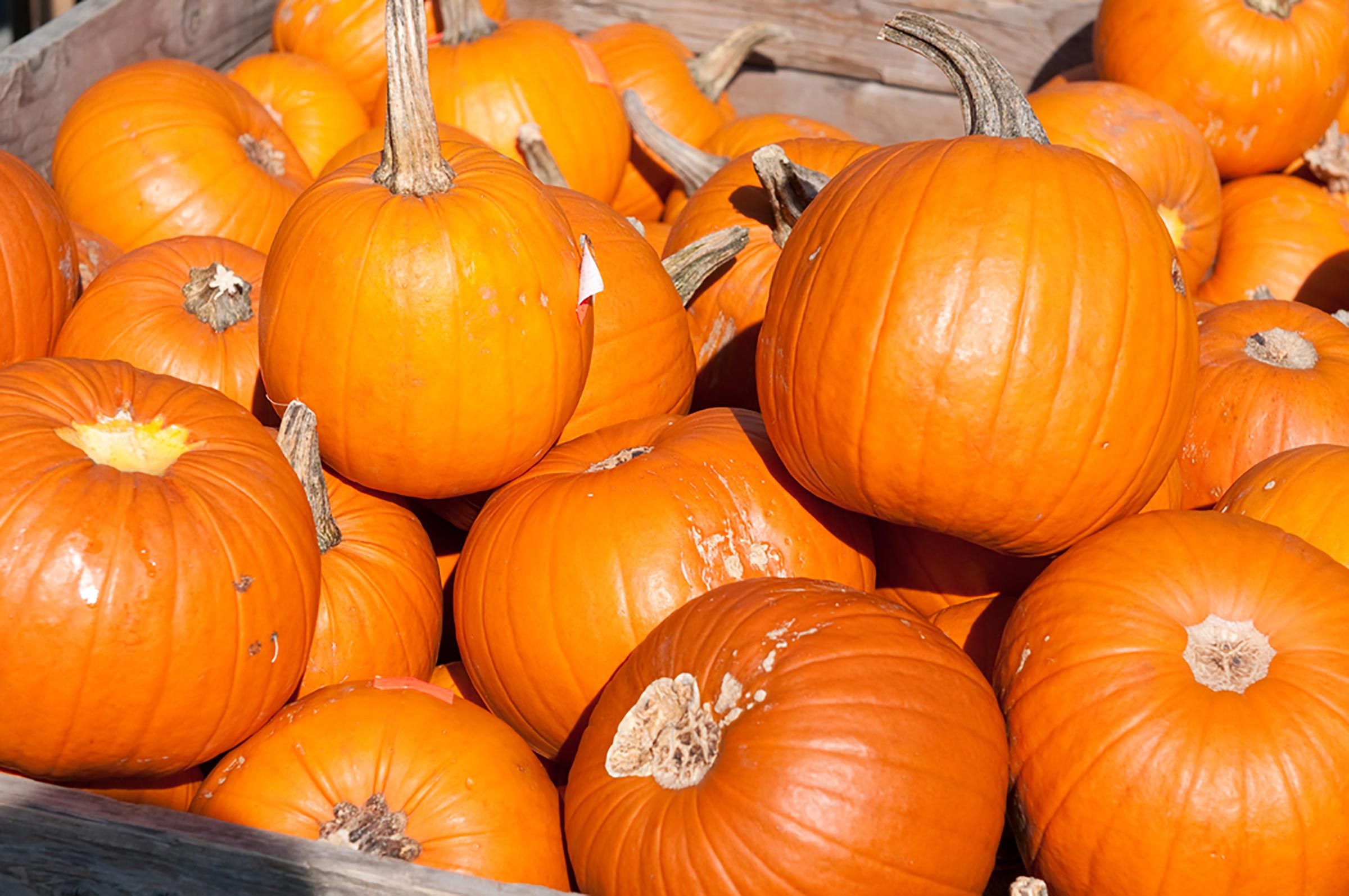 Best Fall Food Festivals in America | Reader's Digest