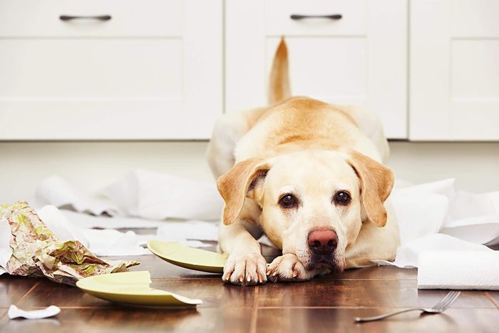 dog sitting among broken dishes on the floor