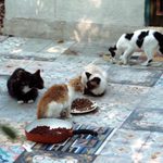 Yes, Ernest Hemingway’s Florida House Is Now Home to over 50 Six-Toed Cats—Here’s Why