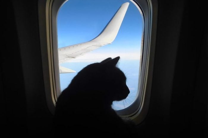 cat on airplane cutest animals of 2019