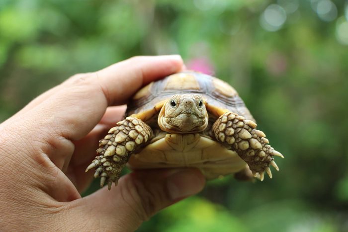 small turtle in a person's hand