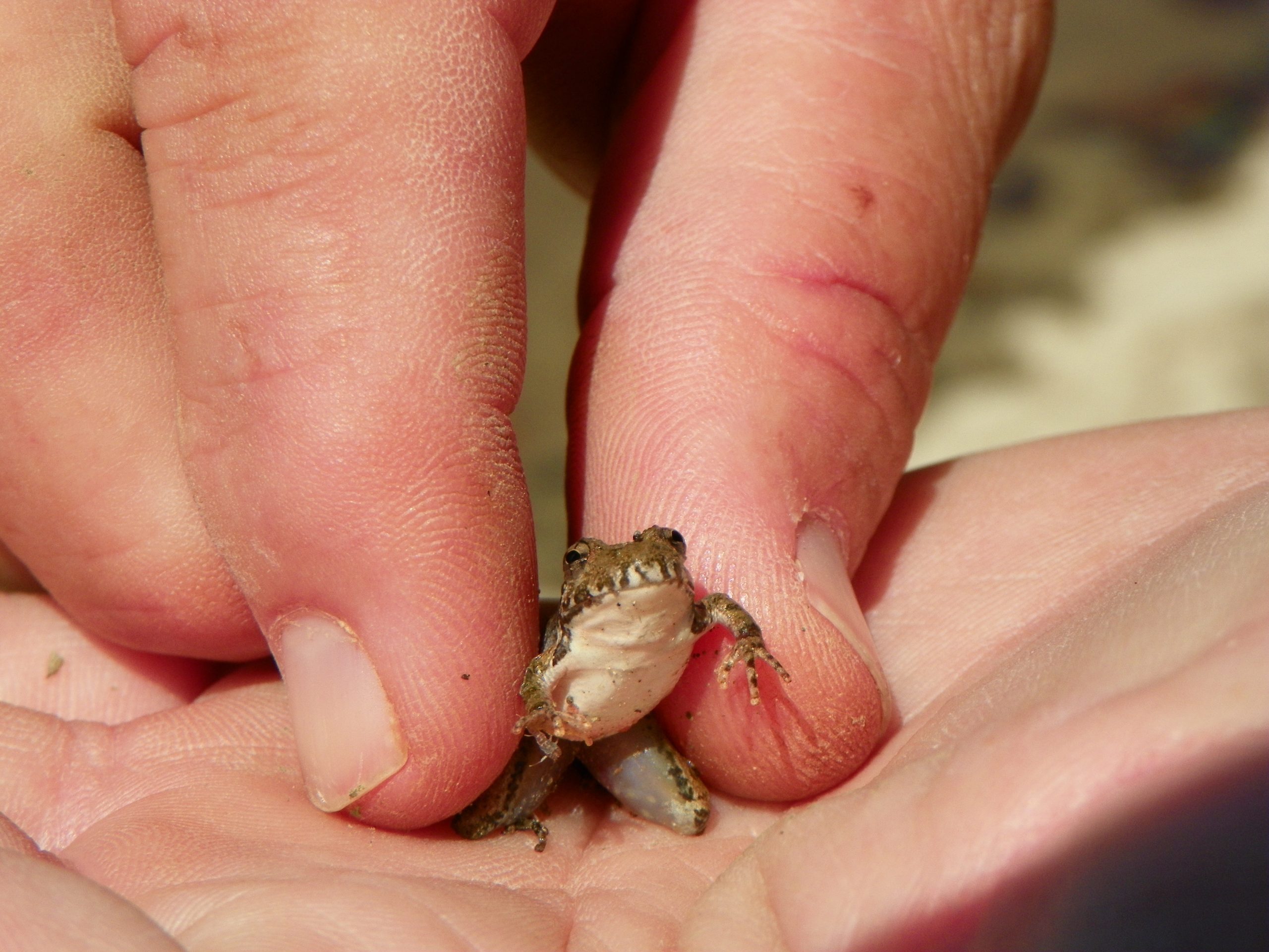 Baby frog in the palm of a hand.