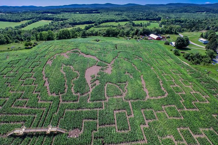 The Great Vermont Corn Maze, Danville, Vermont