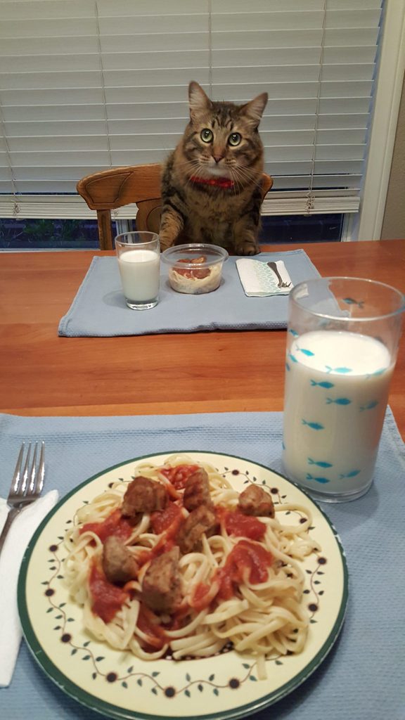 Cat sitting at dinner table with spaghetti and meatballs and a glass of milk