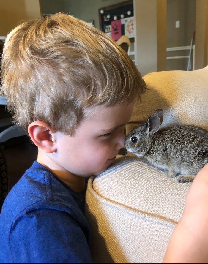Cottontail rabbit with little boy