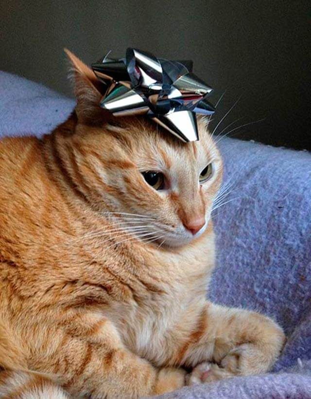 cat with a gift bow on its head