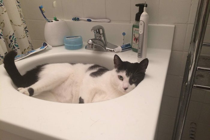 cat curled up in a bathroom sink